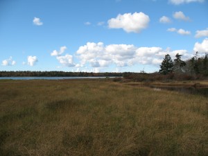 salt marsh_Roberts Island_NS